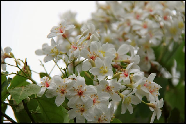 《2011桐花祭—苗栗》南庄老街＆三義勝興車站，暴力桐花地毯！！