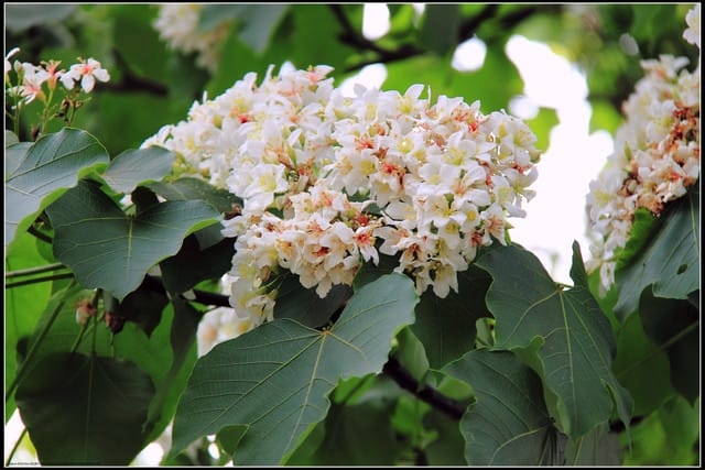 《2011桐花祭—苗栗》南庄老街＆三義勝興車站，暴力桐花地毯！！