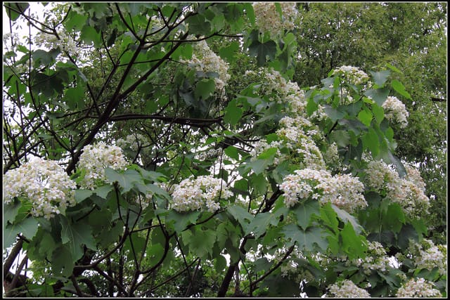 《2011桐花祭—苗栗》南庄老街＆三義勝興車站，暴力桐花地毯！！