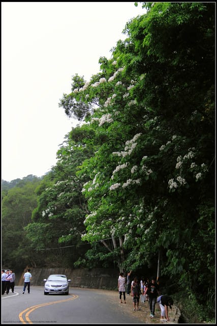 《2011桐花祭—苗栗》南庄老街＆三義勝興車站，暴力桐花地毯！！