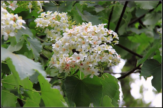 《2011桐花祭—苗栗》南庄老街＆三義勝興車站，暴力桐花地毯！！