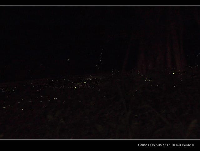 《遊記—三峽》碳中和樂園賞螢趣～