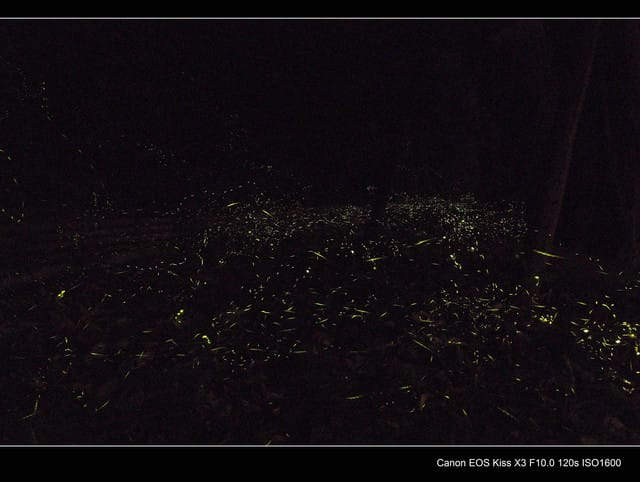 《遊記—三峽》碳中和樂園賞螢趣～