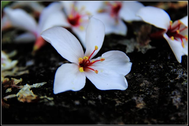 《2011桐花祭—苗栗》油桐花坊