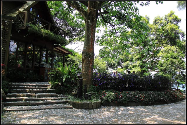 《2011桐花祭—苗栗》油桐花坊