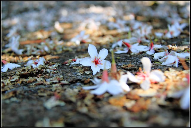 《2011桐花祭—苗栗》油桐花坊