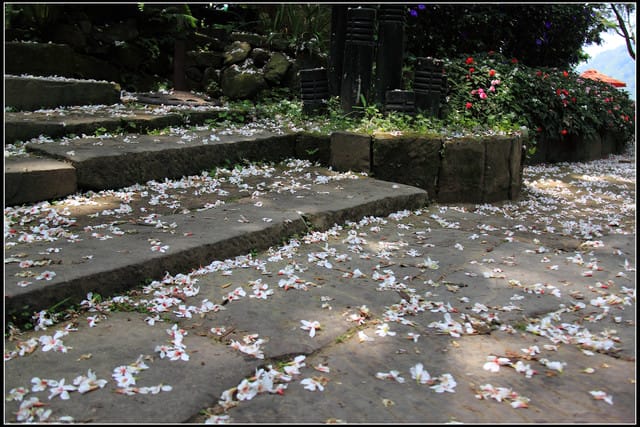 《2011桐花祭—苗栗》油桐花坊