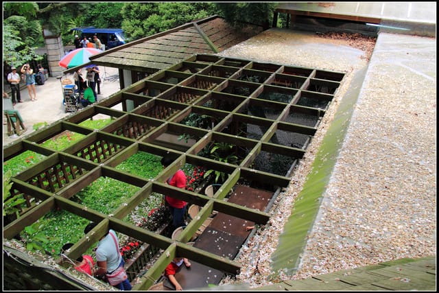 《2011桐花祭—苗栗》油桐花坊