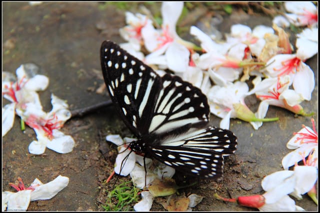 《2011桐花祭—苗栗》油桐花坊