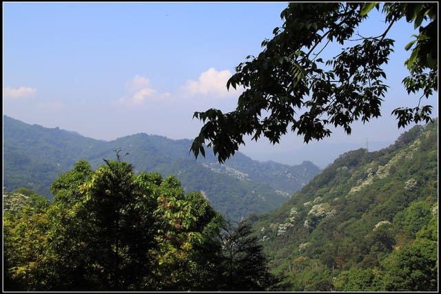 《2011桐花祭—苗栗》油桐花坊