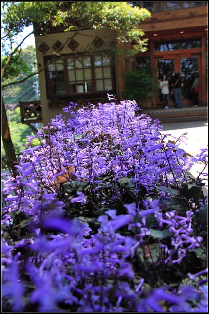 《2011桐花祭—苗栗》油桐花坊