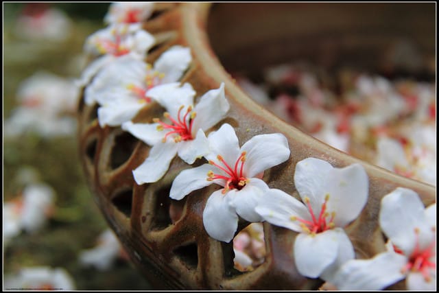 《2011桐花祭—苗栗》油桐花坊