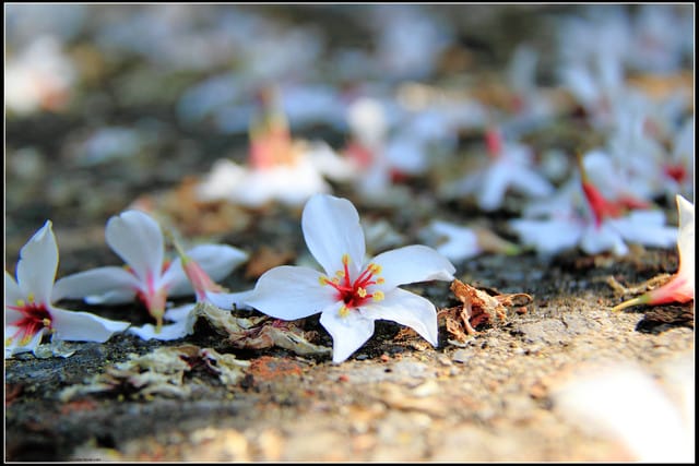 《2011桐花祭—苗栗》油桐花坊