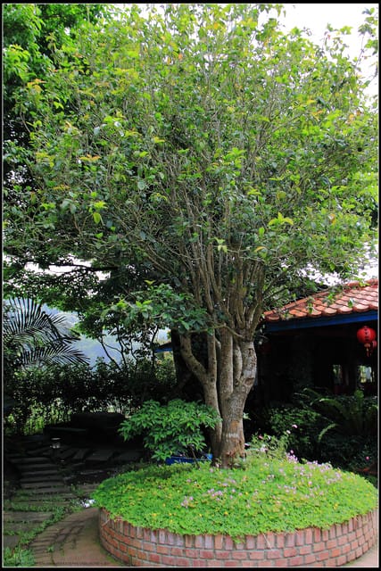 《遊記—苗栗南庄》桂花園鄉村會館 - 第10張圖 《遊記—苗栗南庄》桂花園鄉村會館