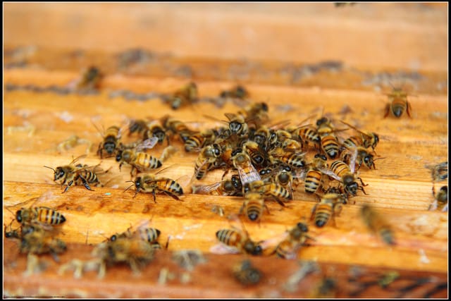 《遊記—苗栗南庄》向天湖