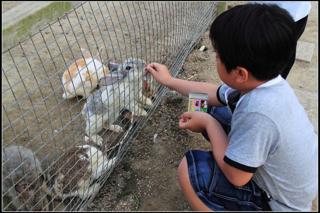 《遊記—苗栗公館》棗莊古藝庭園膳坊（環境篇）