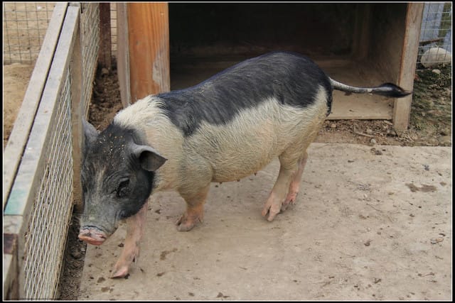 《遊記—苗栗公館》棗莊古藝庭園膳坊（環境篇）