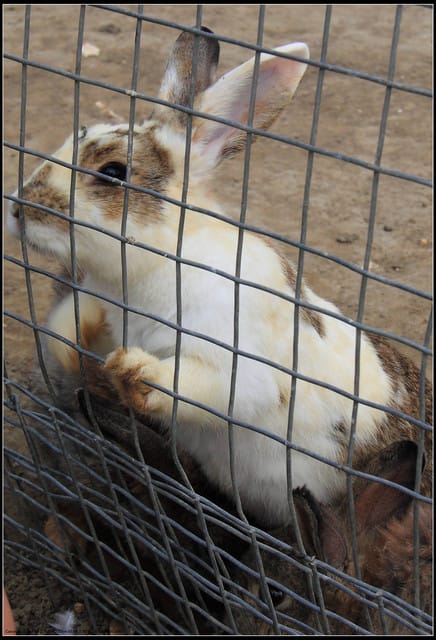 《遊記—苗栗公館》棗莊古藝庭園膳坊（環境篇）