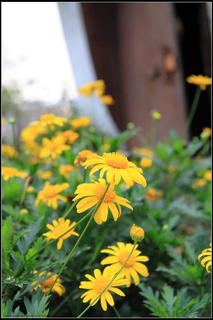 《遊記—苗栗公館》棗莊古藝庭園膳坊（環境篇）