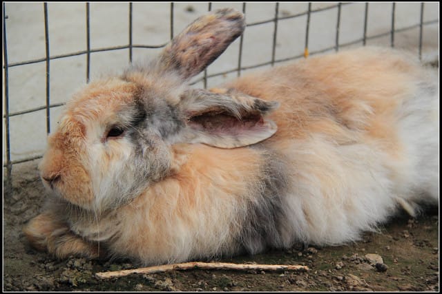 《遊記—苗栗公館》棗莊古藝庭園膳坊（環境篇）
