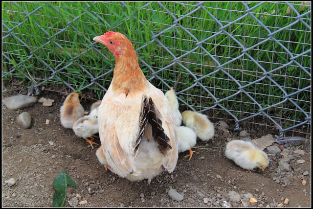 《遊記—苗栗公館》棗莊古藝庭園膳坊（環境篇）