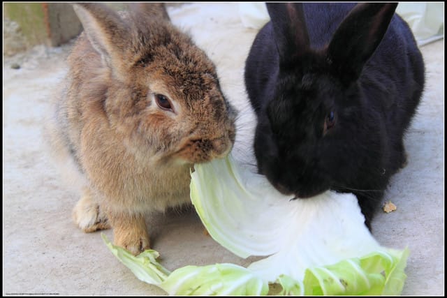《遊記—苗栗公館》棗莊古藝庭園膳坊（環境篇）