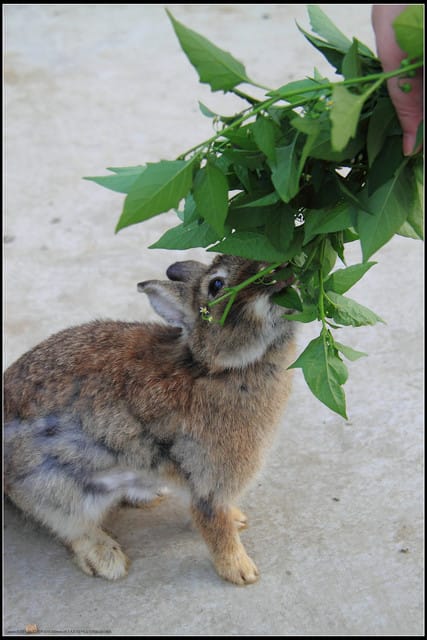 《遊記—苗栗公館》棗莊古藝庭園膳坊（環境篇）