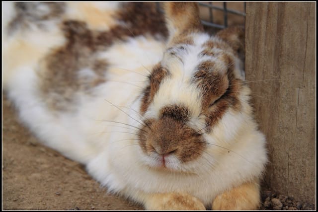 《遊記—苗栗公館》棗莊古藝庭園膳坊（環境篇）