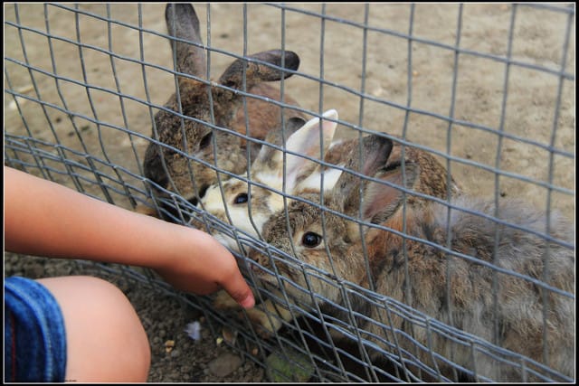 《遊記—苗栗公館》棗莊古藝庭園膳坊（環境篇）