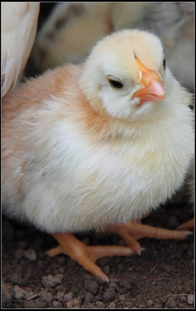 《遊記—苗栗公館》棗莊古藝庭園膳坊（環境篇）