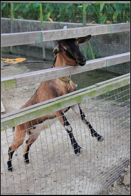 《遊記—苗栗公館》棗莊古藝庭園膳坊（環境篇）