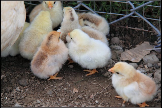 《遊記—苗栗公館》棗莊古藝庭園膳坊（環境篇）