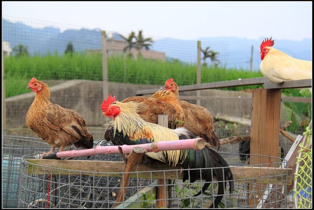 《遊記—苗栗公館》棗莊古藝庭園膳坊（環境篇）