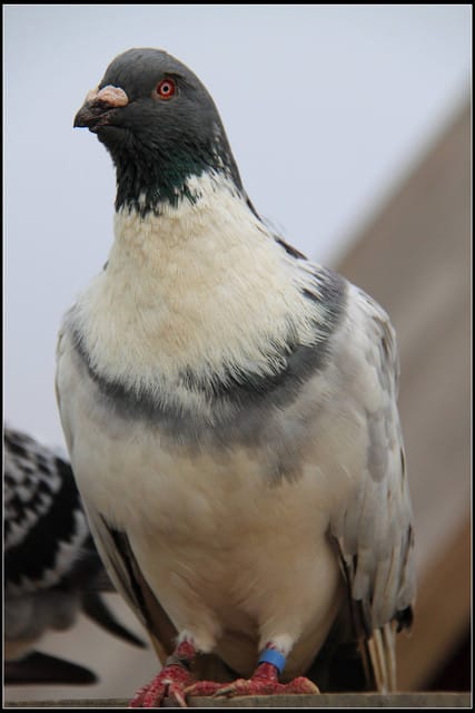 《遊記—苗栗公館》棗莊古藝庭園膳坊（環境篇）