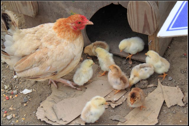 《遊記—苗栗公館》棗莊古藝庭園膳坊（環境篇）
