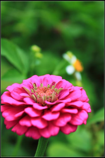 《遊記—三芝》2011北海岸花海季