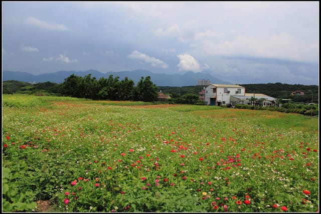 《遊記—三芝》2011北海岸花海季