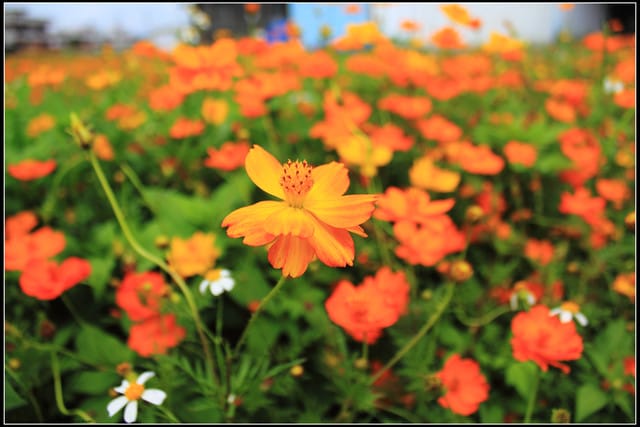《遊記—三芝》2011北海岸花海季