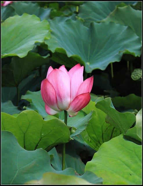 《遊記—三芝》2011北海岸花海季