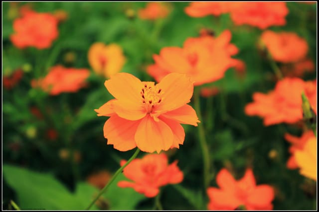 《遊記—三芝》2011北海岸花海季