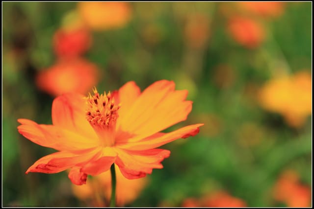 《遊記—三芝》2011北海岸花海季