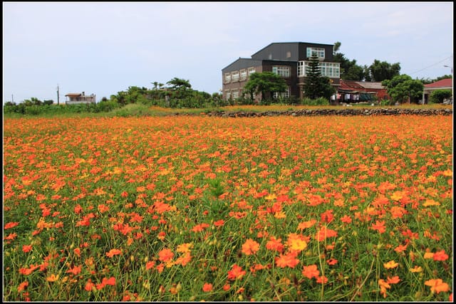 《遊記—三芝》2011北海岸花海季