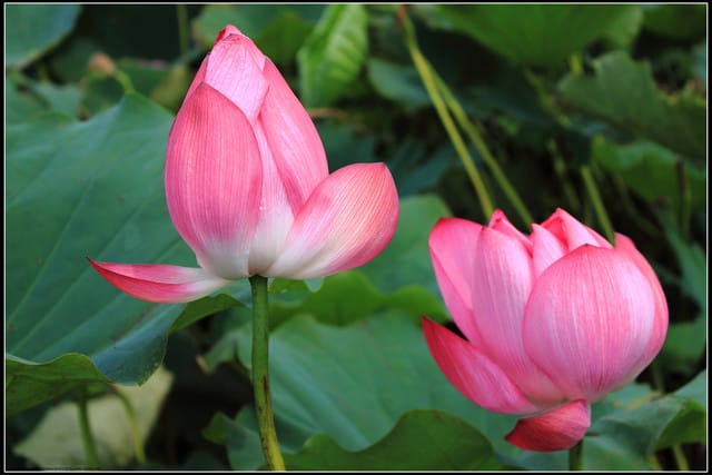 《遊記—三芝》2011北海岸花海季