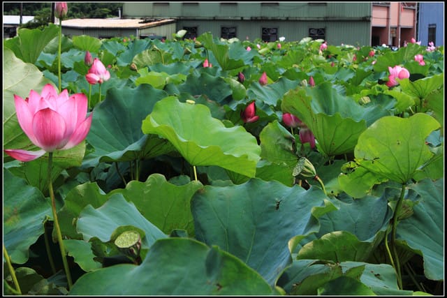 《遊記—三芝》2011北海岸花海季