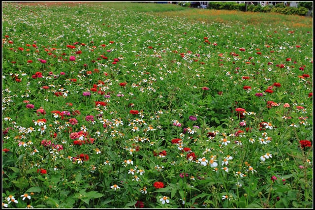 《遊記—三芝》2011北海岸花海季