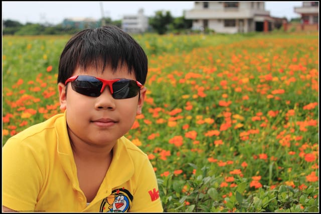 《遊記—三芝》2011北海岸花海季