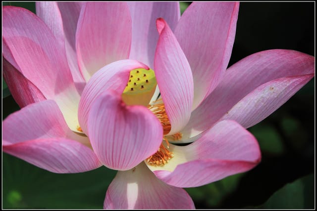 《遊記—三芝》2011北海岸花海季