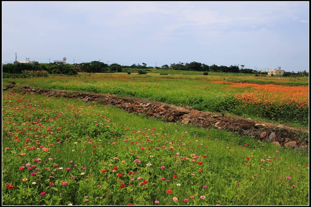 《遊記—三芝》2011北海岸花海季