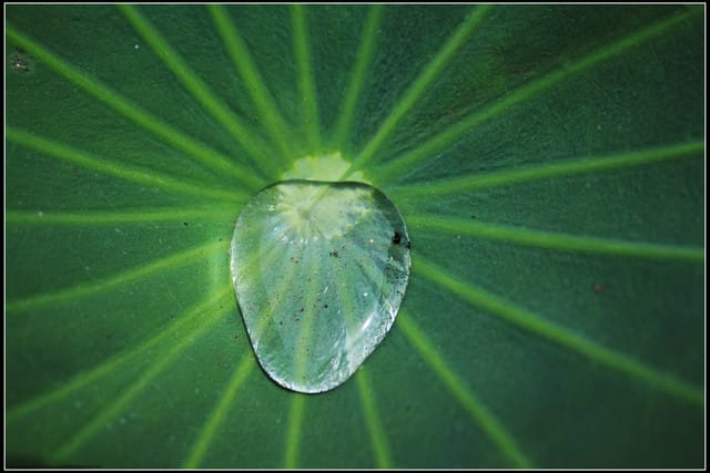 《遊記—三芝》2011北海岸花海季