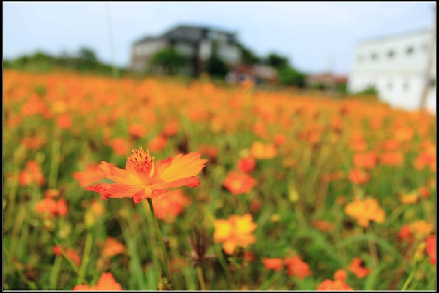 《遊記—三芝》2011北海岸花海季